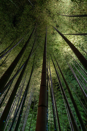 Bamboo Forest at Kodaiji Temple