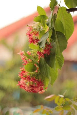 flowerの写真素材