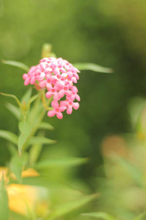 flowerの写真素材