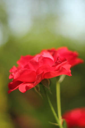 flowerの写真素材