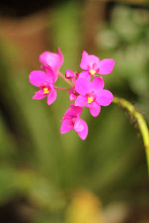 flowerの写真素材