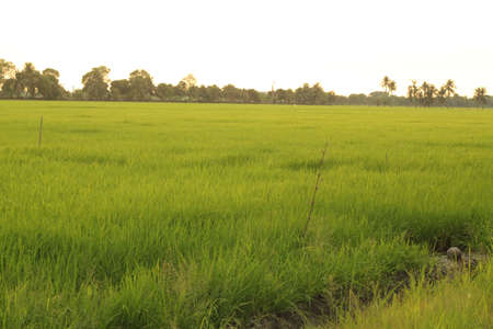 rice field in sunsetの写真素材