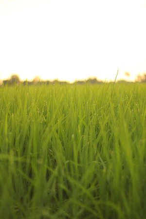 rice field close upの写真素材