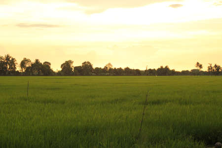 rice field in sunsetの写真素材