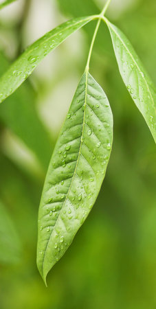 Rain drop on leaf