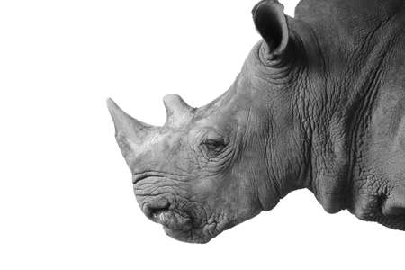 Rhino Isolateの写真素材