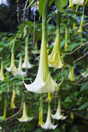 Bell flowers backgroundの写真素材