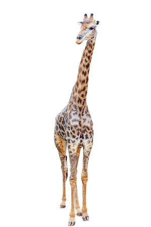 Giraff Figure Isolatedの写真素材