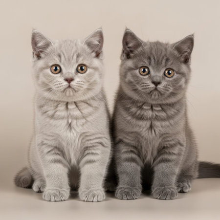 This image features two adorable grey kittens sitting side by side on a transparent background. The kittens have bright, curious eyes and are looking directly at the camera. The image is well-lit, highlighting their soft fur and playful expressions. Ideal for use in pet-related content, animal photography, or decorative purposes.の素材