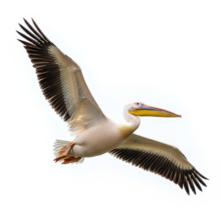 A detailed image of a pelican in flight, captured against a transparent background. The pelican is depicted with its wings spread wide, showcasing its white feathers and distinctive long beak. Ideal for nature and wildlife enthusiasts.の素材
