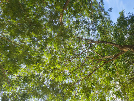 The image captures a lush green tree canopy against a clear blue sky. The tree's branches spread out...