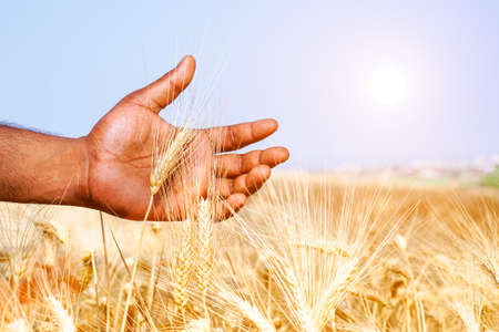 African man hand holding wheat ear in sunny field - Black male walking through grain harvest in hot summer day - Concept of ancient human rural activities and love for result of hard workの写真素材