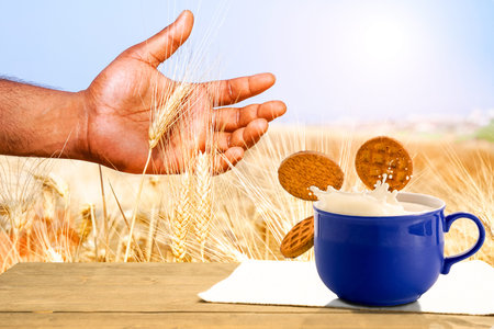 African farmer hand into wheat and breakfast milk cup with falling cookies - Rural scene food...