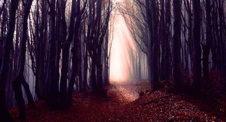 Misty forest path background - Spooky trees in a dark woods  trail with sun beams at autumn season - Foggy morning into the nature with bluish filter look and dark silhouette - Fall lights conceptの写真素材