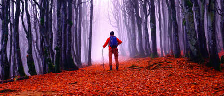 Man walking in the woods at autumn season - Portrait of trekking, nature, seasons, life pathsの写真素材