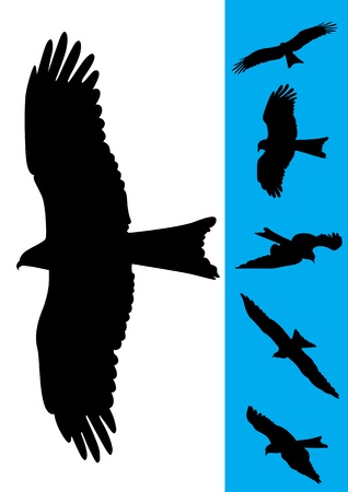 Set of 6 Eagle Vector Illustrationsのイラスト素材