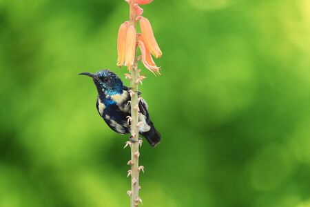 Purple Sunbird Wildlife on Aloe Vera Plant Flowerの写真素材
