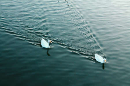 Calm On The Surface Paddling Quickly Underneathの写真素材