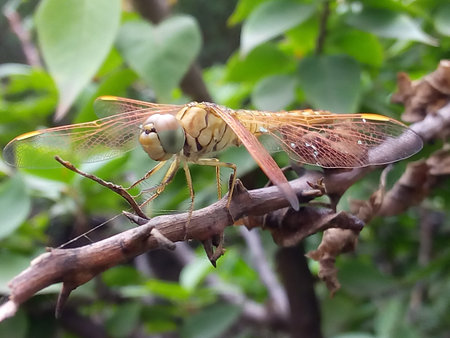 A dragonfly sitting still on the branch of a bush.の写真素材