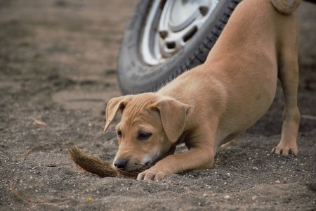 A puppy playing outdoors on a dayの写真素材