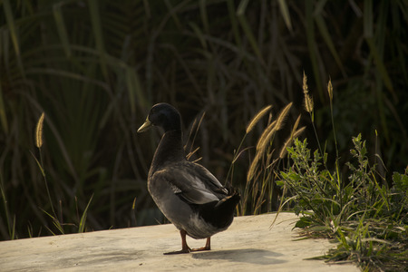 A duck standing near bushesの写真素材