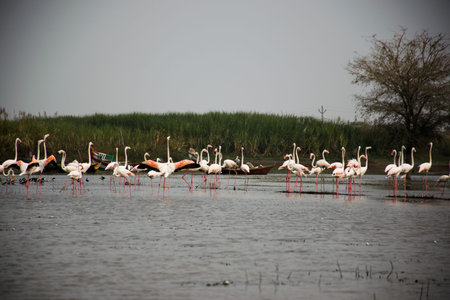 A flamboyance of flamingos wading in river in Maharashtra state of Indiaの写真素材