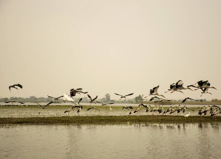 Flock of flamingos taking off from a river at Bhigwan village of Maharashtra state, Indiaの写真素材