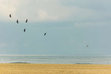 Panoramic view of birds flying over North Sea at Scheveningen beach on a sunny day. Scheveningen beach is located on the coast of North Sea in The Hague, Netherlands.の写真素材