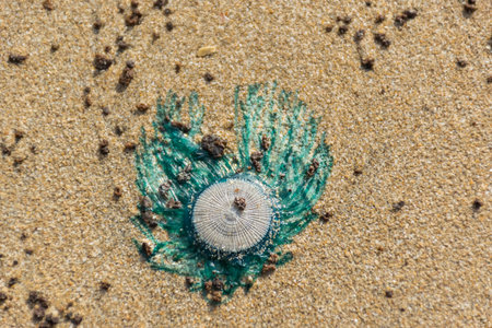 Top view of mysterious and beautiful creature, bioluminescent Blue Button or Porpita porpita washed ashore at Velneshwar beach situated on the coast of Arabian Sea in Maharashtra, Indiaの写真素材