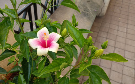 Top view of beautiful and vibrant pink Hibiscus flower bloomed in the garden in Pune, Maharashtra, India. It is a showy flower.の写真素材