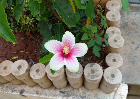 Top view of beautiful and vibrant pink Hibiscus flower bloomed in the garden in Pune, Maharashtra, India. It is a showy flower.の写真素材