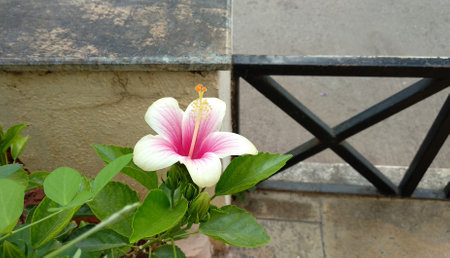 Top view of beautiful and vibrant pink Hibiscus flower bloomed in the garden in Pune, Maharashtra, India. It is a showy flower.の写真素材
