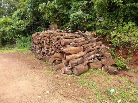 Pile of mixed sized wood logs used for domestic purposes and industry in rural Indiaの写真素材
