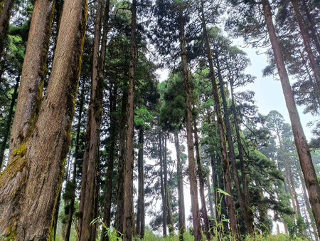 Panoramic landscape view of beautiful dense mysterious Himalayan Pine forest on a hazy winter day in Darjeeling, a district famous for tourism in West Bengal, Indiaの写真素材