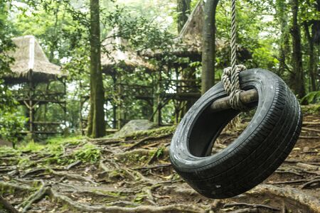 Tire swing hanging from a white oak treeの写真素材