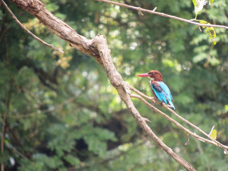 A kingfisher on a branch of a treeの写真素材