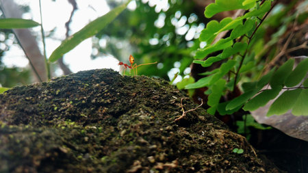 An ant moving on the rock in the gardenの写真素材