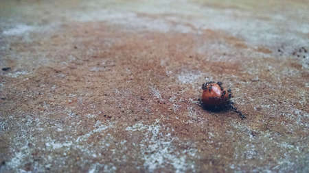 A colony of ants eating groundnut on the groundの写真素材