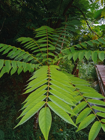 Beautiful Bimbli leaves on the treeの写真素材