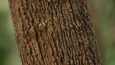 A tree trunk in the forest