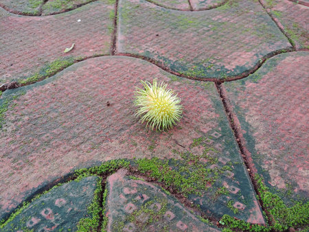 A ripe Rambutan fruit fell on the floor