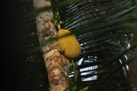 A jack fruit on a jack fruit tree in the gardenの写真素材