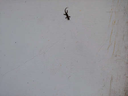 A small black lizard on a white wallの写真素材