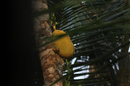 A jack fruit on a jack fruit tree in the garden