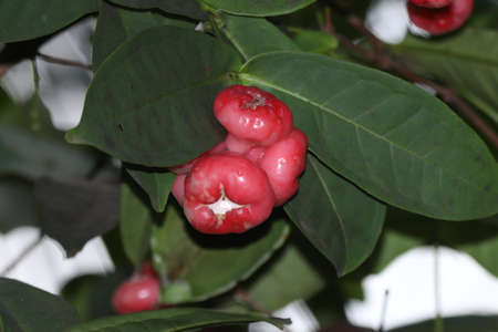 Ripen red Jamba fruit in the gardenの写真素材
