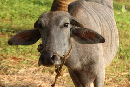 A close up shot of a buffalo grazing in th fieldの写真素材