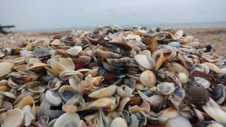 A closeup shot of a pile of seashells on the beachの写真素材