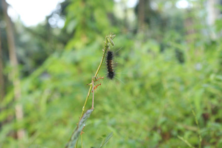 Closeup shot of a worm with two ants on a plantの写真素材