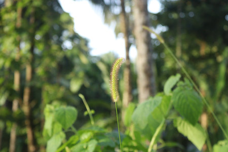 Close up shot of wild grass shrubs in the forest of kerala