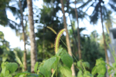 Close up shot of wild grass shrubs in the forest of keralaの写真素材